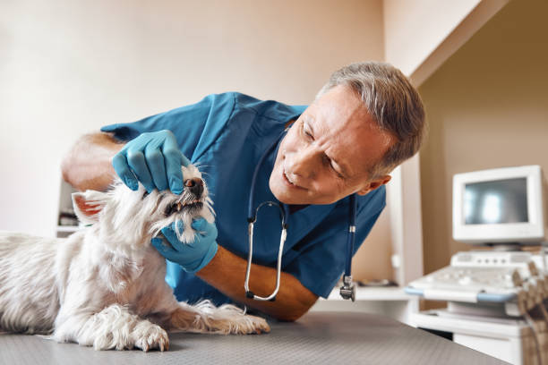 Best Emergency Dentist for Special Needs Patients in Penngrove, CA